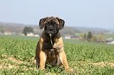 BULLMASTIFF 495